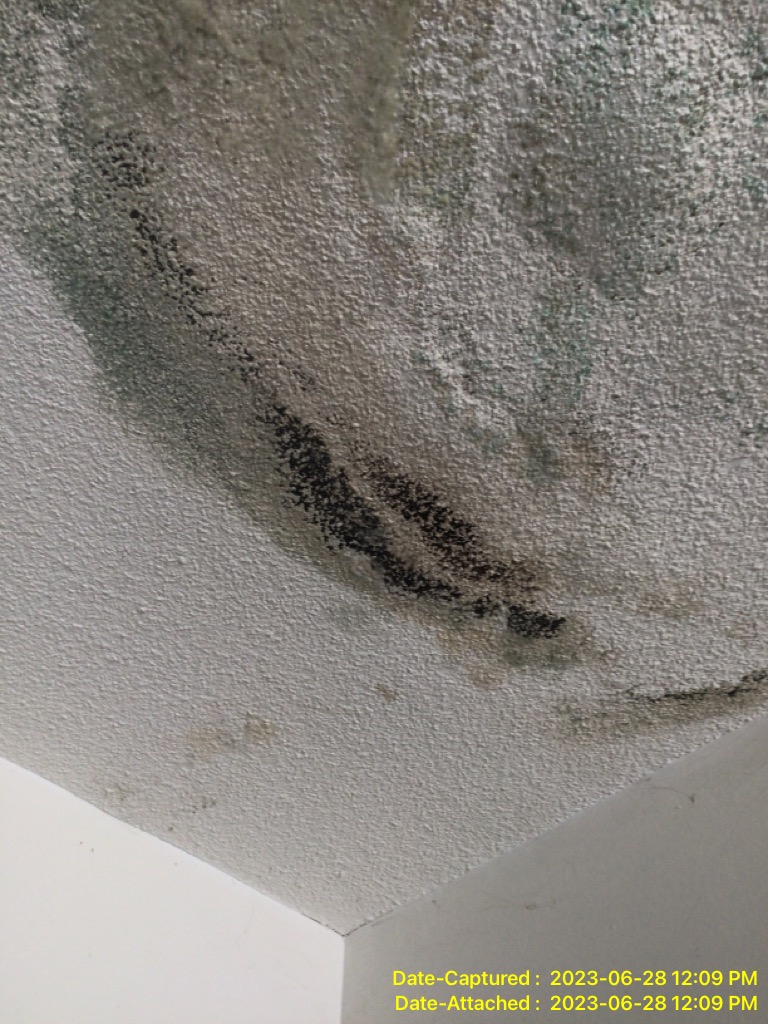 Ceiling Water Damage With Mold Growth And Round Stains